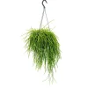 Exotenherz Cactus Et Plantes Grasses | - Urban jungle elegance - ambre de cactus moderne avec une superbe structure de feuilles - rhipsalis baccifera shaferi - 15cm