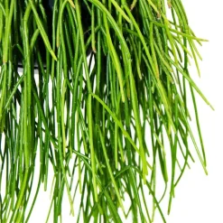 Exotenherz Cactus Et Plantes Grasses | - Urban jungle elegance - ambre de cactus moderne avec une superbe structure de feuilles - rhipsalis baccifera shaferi - 15cm