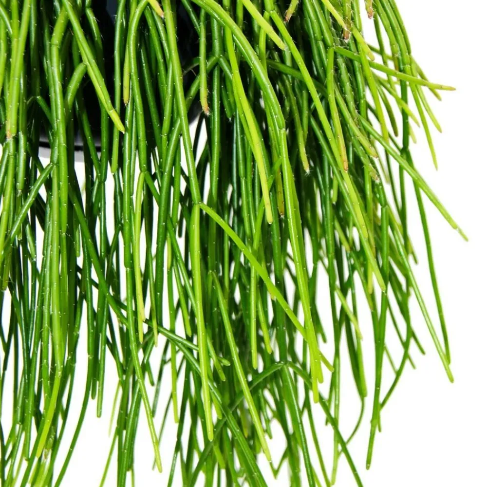 Exotenherz Cactus Et Plantes Grasses | - Urban jungle elegance - ambre de cactus moderne avec une superbe structure de feuilles - rhipsalis baccifera shaferi - 15cm