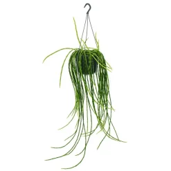 Exotenherz Cactus Et Plantes Grasses | - Urban jungle elegance - ambre de cactus moderne avec une superbe structure de feuilles - rhipsalis paradoxa - 15cm
