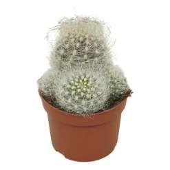 Exotenherz Cactus Et Plantes Grasses | - Vieil homme cactus neoporteria nidus senilis cactus à entretien facile 10,5cm pot