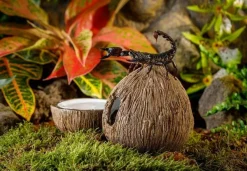 Exo Terra - Cachette avec bol à eau noix de coco reptiles Best