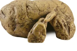 Exo Terra - Cachette reptile grotte tres grand Clearance