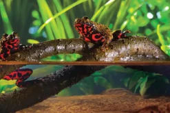 Exo Terra Décoration Et Substrats | - Liane articulée - jungle vine small - décoration pour terrarium destiné aux reptiles (lézards, serpents, tortues), amphibiens et
