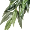 Exo Terra Décoration Et Substrats | - Plantes rainforest à suspendre feuillage ruscus grand