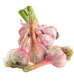 Fabre Graines Graines De Fleurs | - Ail violet germidour - 1 kg