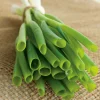 Fabre Graines Plants De Légumes Et Aromatiques | - Ciboule - lot de 2 godets