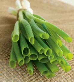 Fabre Graines Plants De Légumes Et Aromatiques | - Ciboule - lot de 2 godets