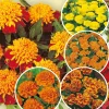 Fabre Graines Graines De Fleurs | - Collection oeillets d inde - 5 variétés