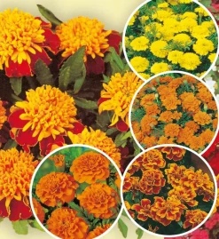 Fabre Graines Graines De Fleurs | - Collection oeillets d inde - 5 variétés