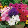 Fabre Graines - Collection petunias - 4 variétés Hot