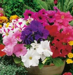 Fabre Graines - Collection petunias - 4 variétés Hot