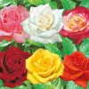 Fabre Graines Rosiers | - Collection rosiers buissons - 6 rosiers