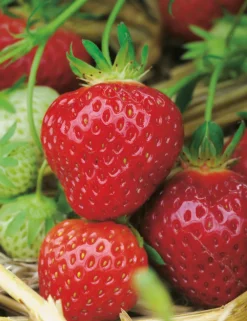 Fabre Graines Petits Fruits | - Fraisier belle et bonne - 10 plants