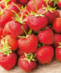 Fabre Graines - Fraisier charlotte - 20 plants Best