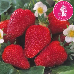 Fabre Graines Petits Fruits | - Fraisier colossale - 20 plants