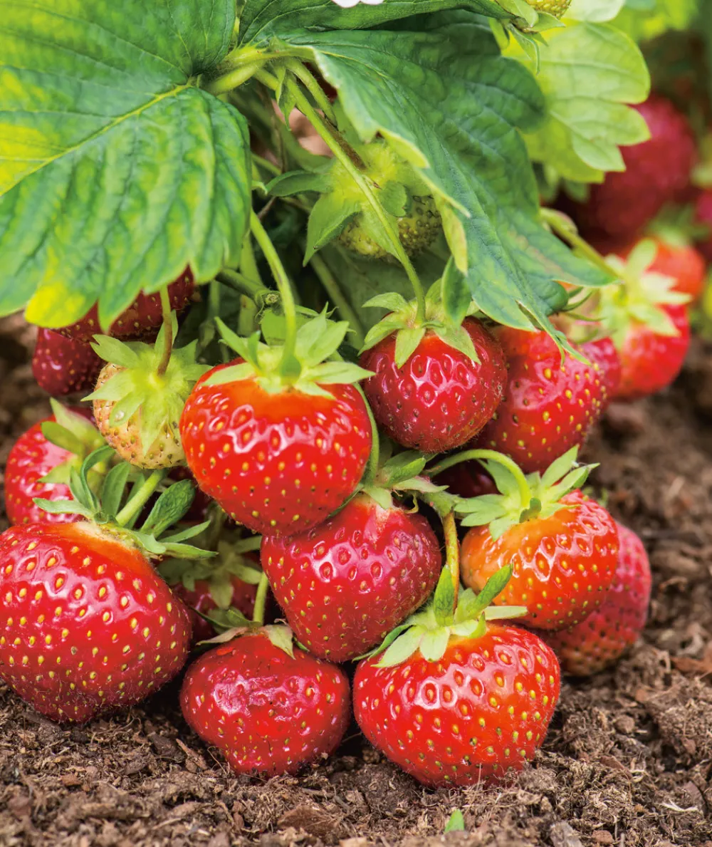 Fabre Graines Fruitiers Et Agrumes | - Fraisier favette - 10 plants