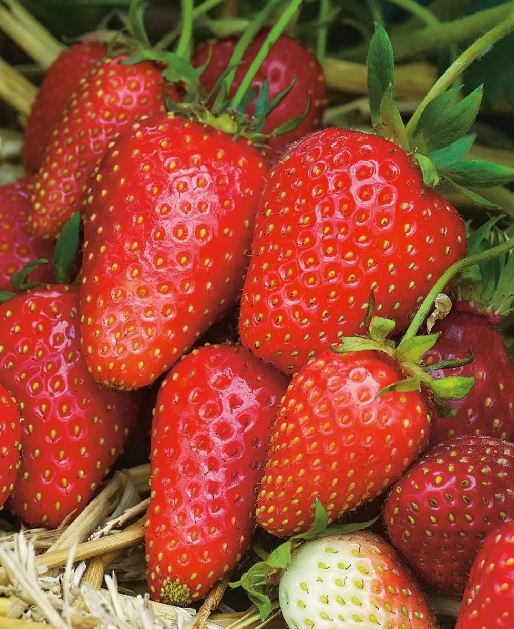 Fabre Graines Fruitiers Et Agrumes | - Fraisier gariguette - 20 plants
