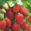 Fabre Graines Petits Fruits | - Fraisier gento - 20 plants