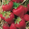Fabre Graines Fruitiers Et Agrumes | - Fraisier gorella - 20 plants