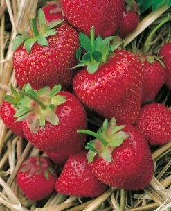Fabre Graines Fruitiers Et Agrumes | - Fraisier gorella - 20 plants