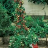 Fabre Graines - Fraisier mount everest - 5 plants Sale