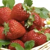 Fabre Graines Petits Fruits | - Fraisier ostara - 20 plants