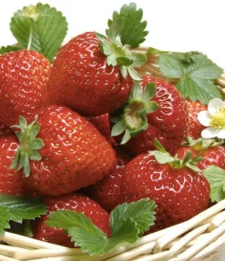 Fabre Graines Petits Fruits | - Fraisier ostara - 20 plants