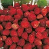 Fabre Graines Fruitiers Et Agrumes | - Fraisier reine des vallees - 20 plants