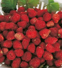 Fabre Graines Fruitiers Et Agrumes | - Fraisier reine des vallees - 20 plants