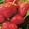 Fabre Graines Petits Fruits | - Fraisier senga sengana - 20 plants