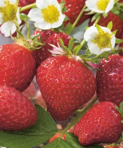 Fabre Graines Fruitiers Et Agrumes | - Fraisier talisman - 10 plants