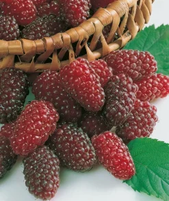 Fabre Graines Fruitiers Et Agrumes | - Framboisier medana tayberry - 2 pieds
