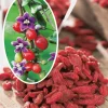 Fabre Graines - Goji fruit du bonheur - 1 pot Sale