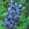 Fabre Graines Petits Fruits | - Myrtille elizabeth - 1 pot
