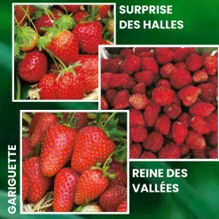 Fabre Graines Fruitiers Et Agrumes | - Offre fraisiers forte production - 60 plants