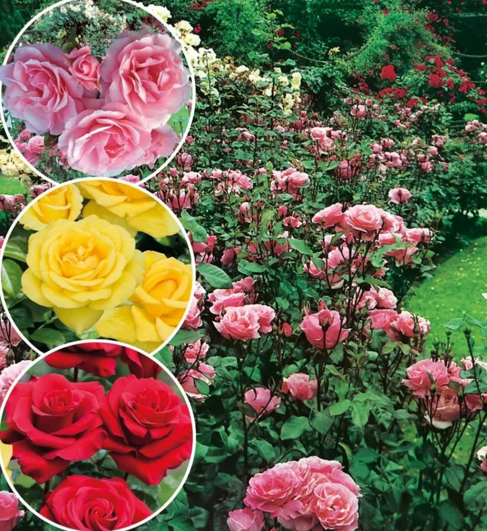 Fabre Graines - Offre rosier queen elisabeth - 3 rosiers Clearance