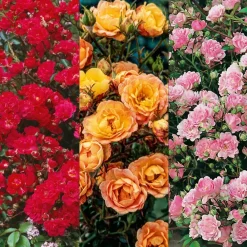 Fabre Graines Rosiers | - Offre speciale rosier the fairy - 3 rosiers