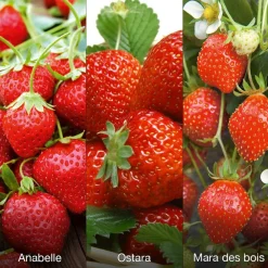 Fabre Graines - Offre speciale fraisiers degustation - 60 plants