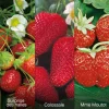 Fabre Graines - Offre speciale fraisiers - 60 plants Best