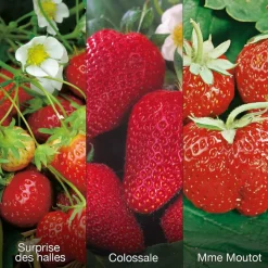 Fabre Graines - Offre speciale fraisiers - 60 plants Best