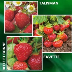 Fabre Graines Fruitiers Et Agrumes | - Offre speciale fraisiers anciens - 30 plants