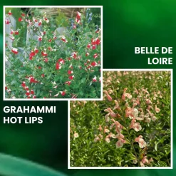 Fabre Graines Plantes Grimpantes | - Offre speciale sauges - 6 godets plante vivace
