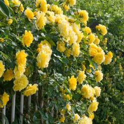 Fabre Graines - Rosier grimpant golden showers - le rosier Hot