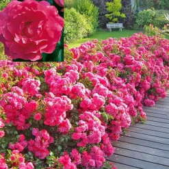 Fabre Graines Rosiers | - Rosiers emeras - 3 rosiers