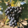 Fabre Graines - Vigne muscat bleu - pot 1.5 litre Hot