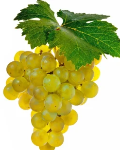 Fabre Graines - Vigne muscat blanc birstaler - pot 1.5 litre New