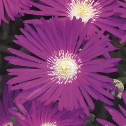 NA Fleurs De Saison | Ficoïde : pot Ø 10,5 cm