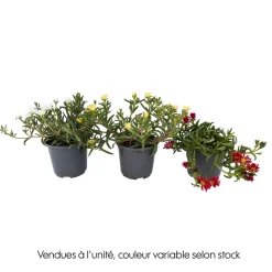 NA Fleurs De Saison | Ficoïde : pot Ø 10,5 cm