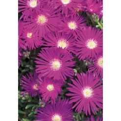 NA Fleurs De Saison | Ficoïde : pot Ø 10,5 cm
